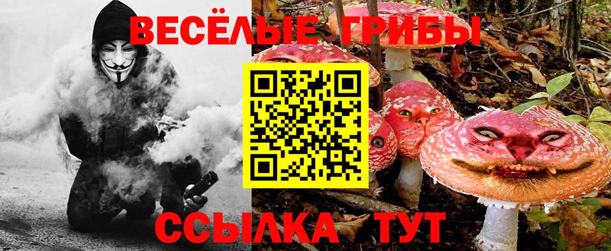 Галлюциногенные грибы Psilocybe Кемерово